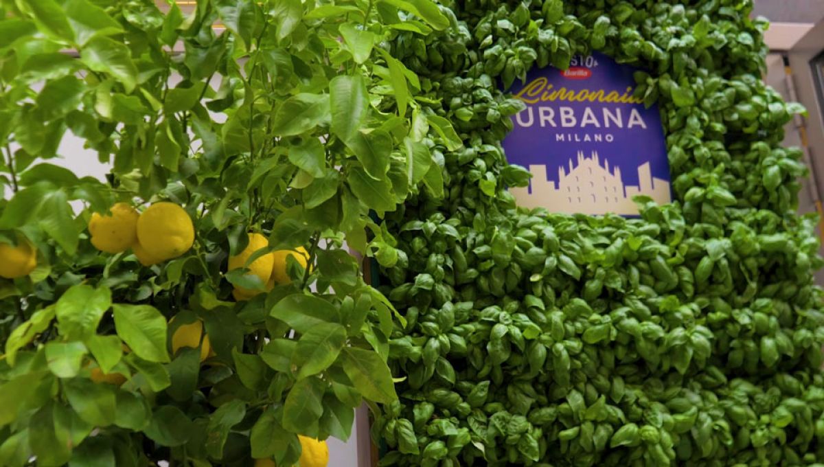 Cartello Ingresso Barilla Limonaia Urbana su una parete di basilico e limoniassoio burger Duomo Zeta Eventi Milano